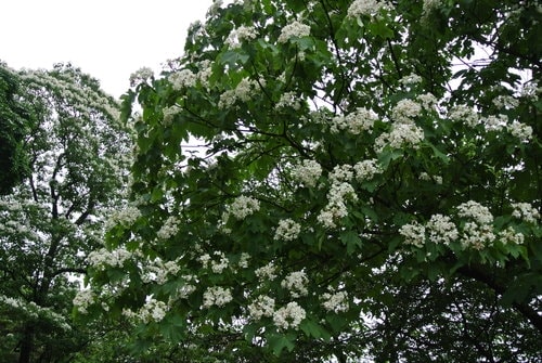 【大溪】十一指古道賞油桐花