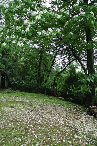 【大溪】十一指古道賞油桐花