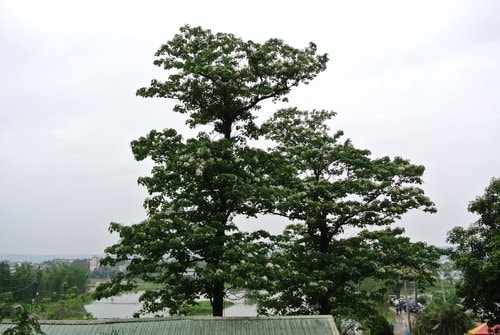 【大溪】十一指古道賞油桐花