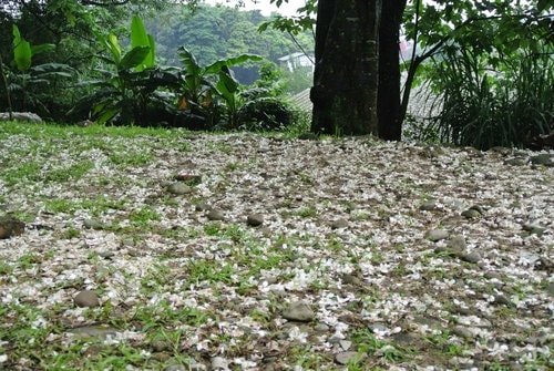 【大溪】十一指古道賞油桐花