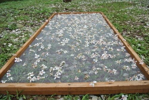 【大溪】十一指古道賞油桐花