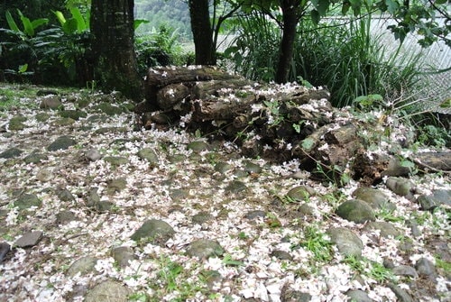 【大溪】十一指古道賞油桐花