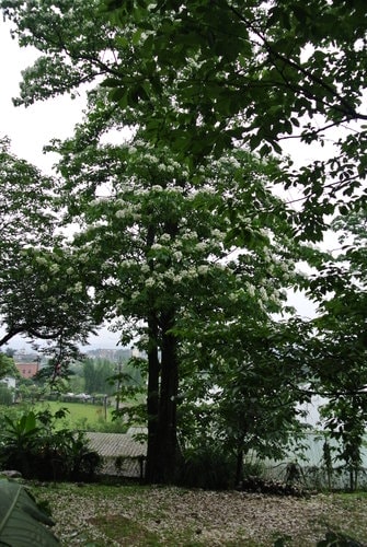 【大溪】十一指古道賞油桐花
