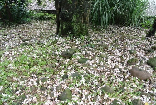 【大溪】十一指古道賞油桐花