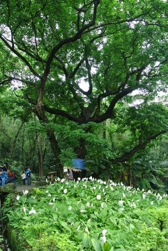 【大溪】十一指古道賞油桐花