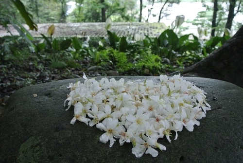 【大溪】十一指古道賞油桐花