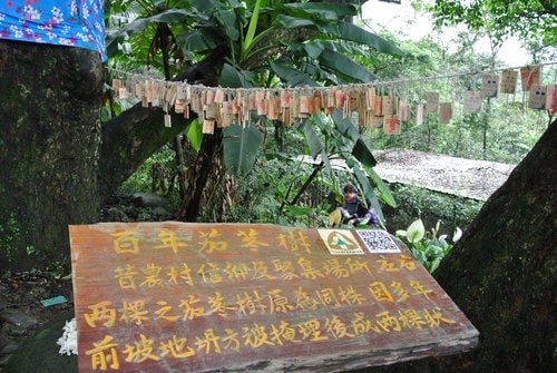 【大溪】十一指古道賞油桐花
