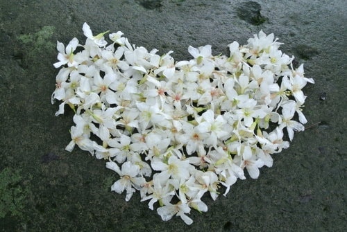 【大溪】十一指古道賞油桐花