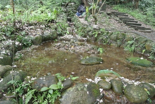 【大溪】十一指古道賞油桐花