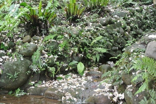 【大溪】十一指古道賞油桐花