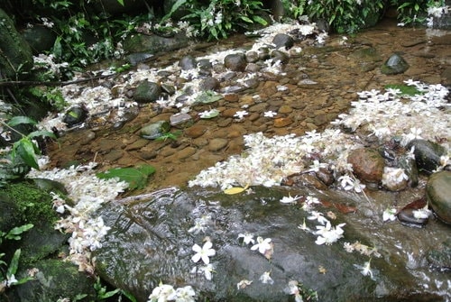 【大溪】十一指古道賞油桐花