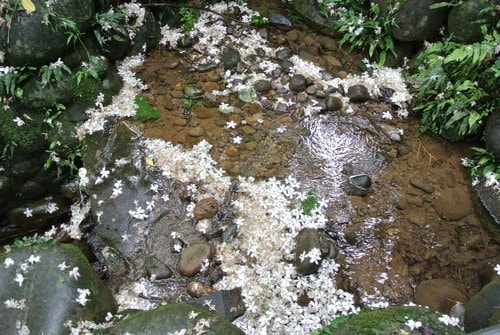 【大溪】十一指古道賞油桐花