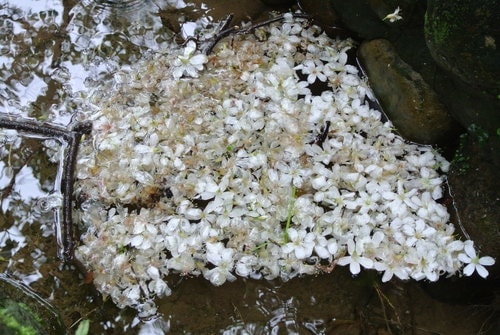 【大溪】十一指古道賞油桐花