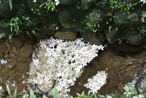 【大溪】十一指古道賞油桐花