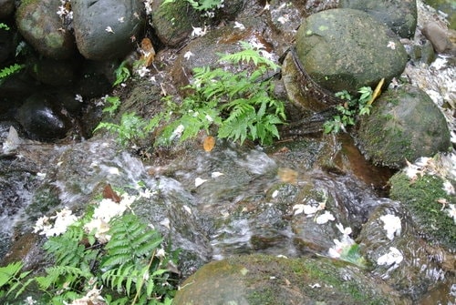 【大溪】十一指古道賞油桐花