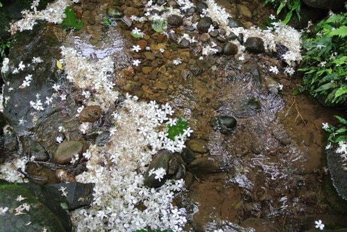 【大溪】十一指古道賞油桐花