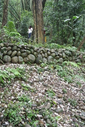 【大溪】十一指古道賞油桐花