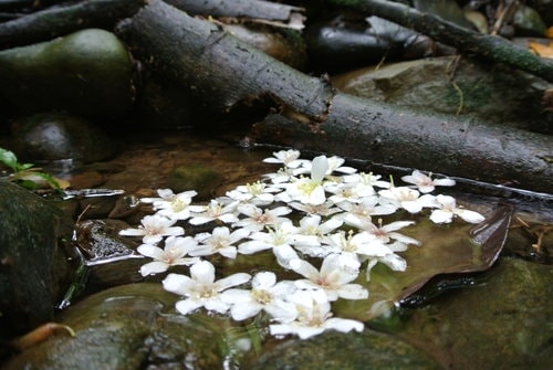 【大溪】十一指古道賞油桐花