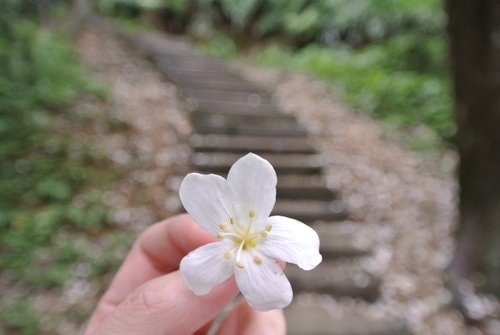 【大溪】十一指古道賞油桐花
