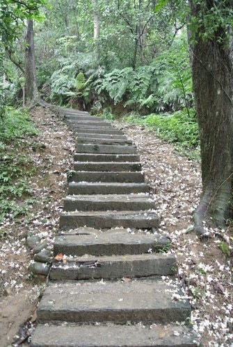 【大溪】十一指古道賞油桐花