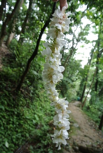 【大溪】十一指古道賞油桐花