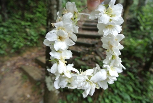 【大溪】十一指古道賞油桐花