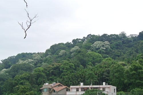 【大溪】十一指古道賞油桐花