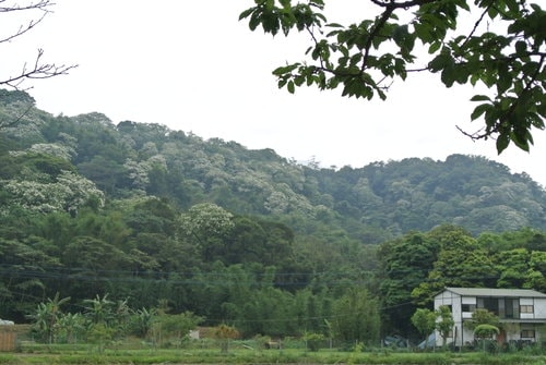 【大溪】十一指古道賞油桐花