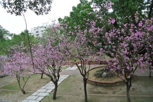 【台南】安平古堡