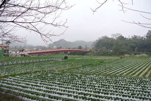 【苗栗】大湖採莓趣