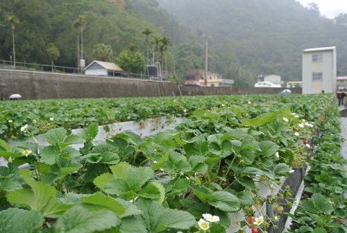 【苗栗】大湖採莓趣