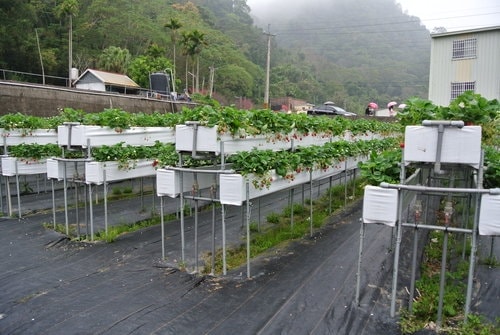 【苗栗】大湖採莓趣
