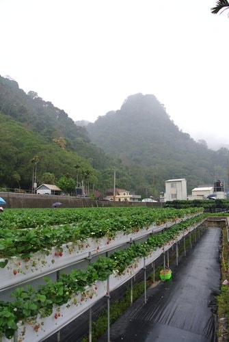 【苗栗】大湖採莓趣