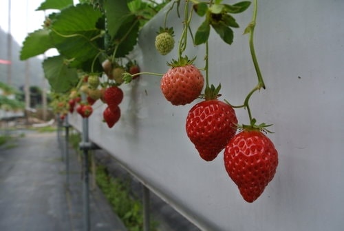【苗栗】大湖採莓趣