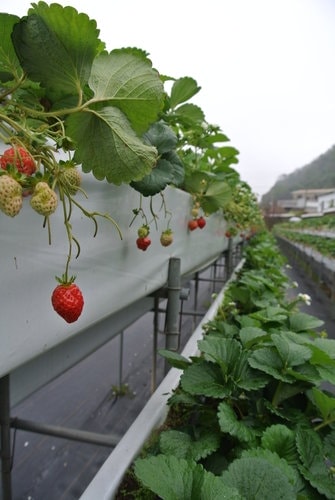 【苗栗】大湖採莓趣