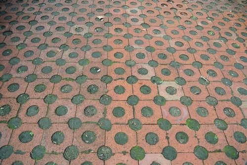 【桃園】石門水庫賞花 - 第2張圖 【桃園】石門水庫賞花