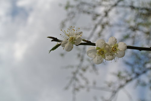 【桃園】石門水庫賞花 - 第8張圖 【桃園】石門水庫賞花