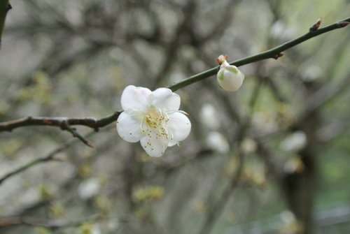 【桃園】石門水庫賞花 - 第10張圖 【桃園】石門水庫賞花