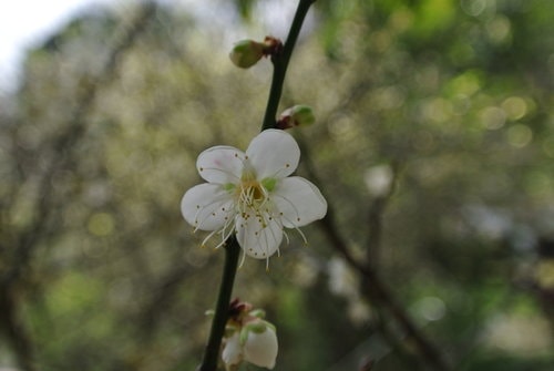 【桃園】石門水庫賞花 - 第9張圖 【桃園】石門水庫賞花