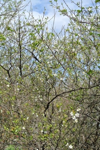 【桃園】石門水庫賞花 - 第15張圖 【桃園】石門水庫賞花