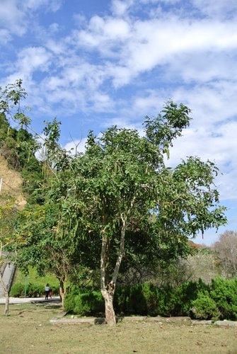 【桃園】石門水庫賞花 - 第17張圖 【桃園】石門水庫賞花
