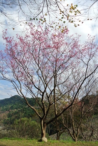 【桃園】石門水庫賞花 - 第36張圖 【桃園】石門水庫賞花