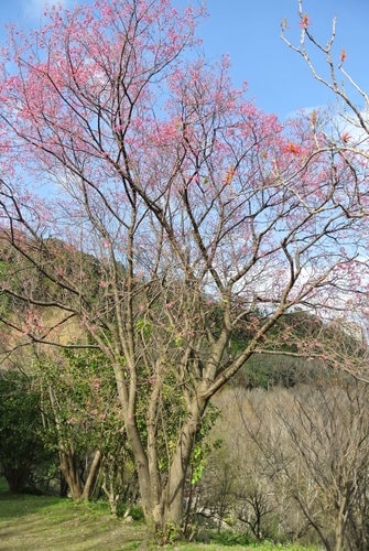 【桃園】石門水庫賞花 - 第38張圖 【桃園】石門水庫賞花