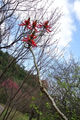 【桃園】石門水庫賞花 - 第39張圖 【桃園】石門水庫賞花