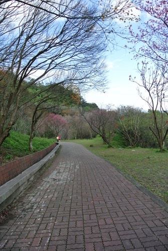 【桃園】石門水庫賞花 - 第46張圖 【桃園】石門水庫賞花