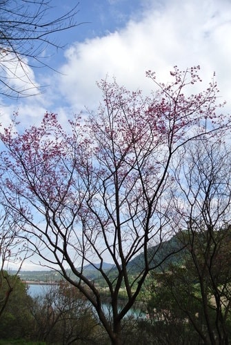 【桃園】石門水庫賞花 - 第47張圖 【桃園】石門水庫賞花