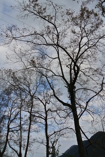 【桃園】石門水庫賞花 - 第69張圖 【桃園】石門水庫賞花