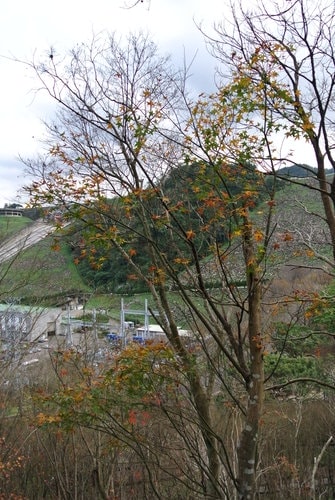【桃園】石門水庫賞花 - 第70張圖 【桃園】石門水庫賞花