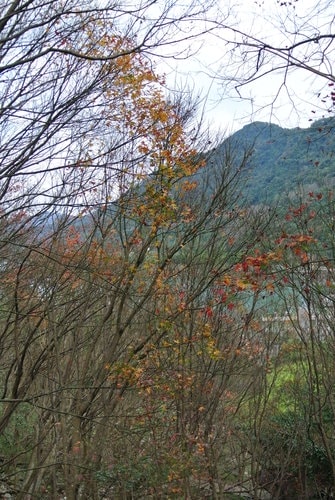 【桃園】石門水庫賞花 - 第73張圖 【桃園】石門水庫賞花