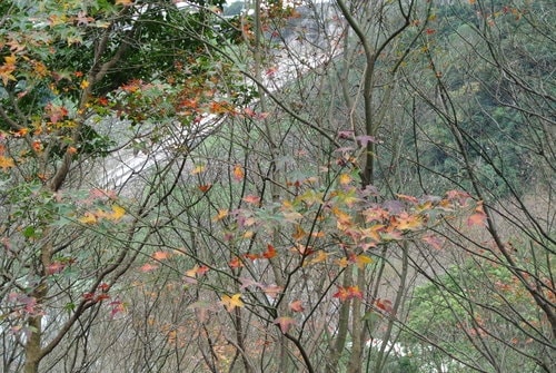 【桃園】石門水庫賞花 - 第72張圖 【桃園】石門水庫賞花